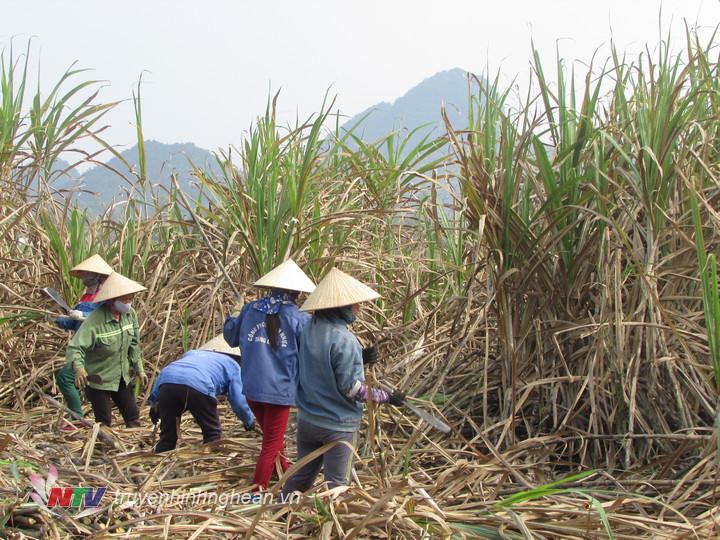 Sau những ngày vui xuân đón tết, bà con huyện Tân Kỳ xuống đồng thu hoạch mía nhằm đảm bảo kịp thời vụ