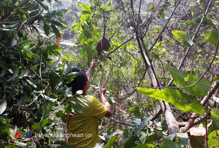2. Kiến được người Thái săn tìm lấy trứng là một loại kiến đen (người Thái gọi là Một Hay, có vùng gọi là Một tì) loại côn trùng sinh sôi và làm tổ trên các ngọn cây ở các cánh rừng nhiệt đới ở các huyện mi