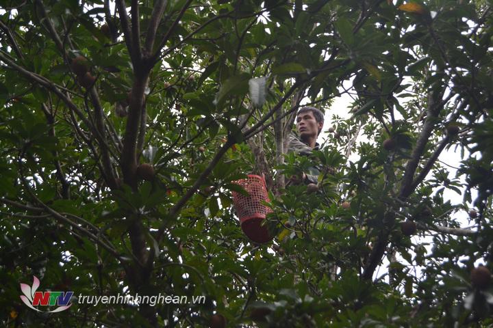 Người dân thôn Khe Tín thu hoạch hồng.