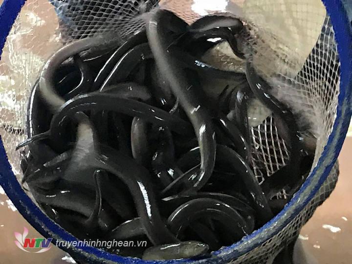 Hiện nay lươn với giá bán 150 ngàn đồng/kg.