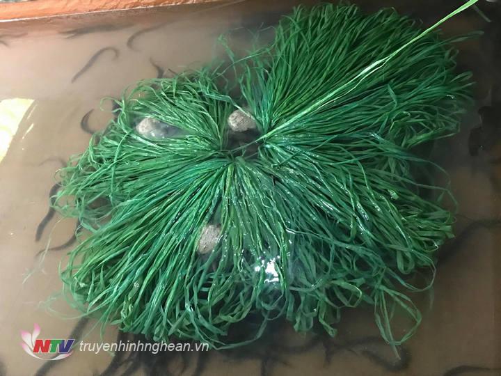Thức ăn thường để trên chùm dây ni lông để lươn có chỗ ăn và trú ẩn.