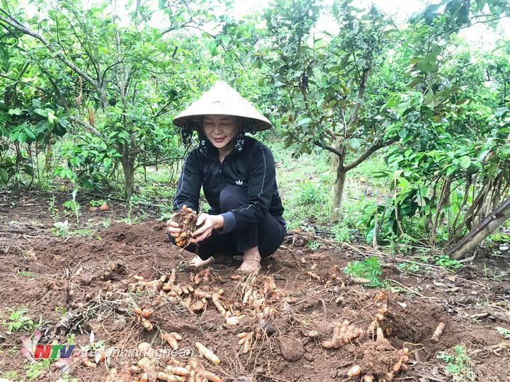 Giá nghệ thấp nông dân không mặn mà.