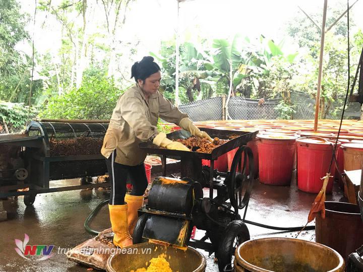 Nhiều gia đình tính tới việc tự xay nghệ thành bột để dùng và bán dần.