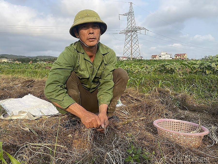 Ông Nguyễn Sỹ Cương chỉ nhổ cầm chừng dù ruộng hành đã đến kỳ phải thu hoạch.