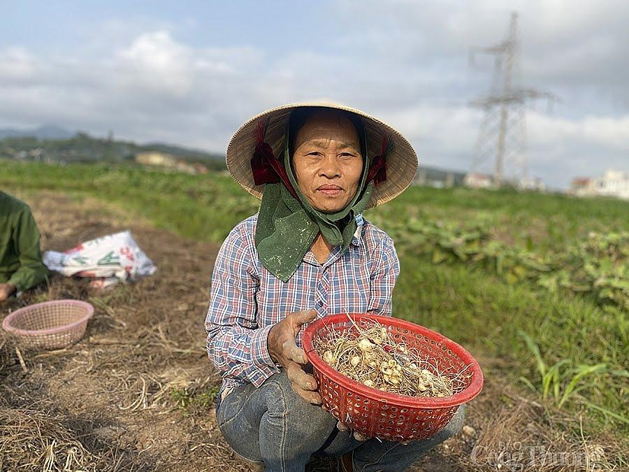 Nóng ruột khi hành không có người mua, bà Thu đành thu hoạch nhỏ giọt đưa đi các chợ trong vùng, hoặc tìm đến tận nhà các thương lái trong xóm tiêu thụ nhưng số lượng cũng không đáng kể.