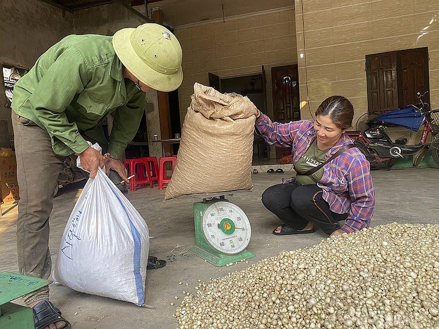 Nếu như các năm trước các thương lái tìm đến tận ruộng để thu mua hành thì năm nay người dân tìm đến tận nơi các thương lái để bán nhưng các thương lái cũng chỉ mua cầm chừng