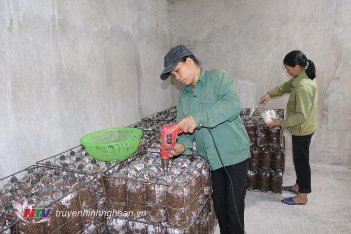 Hiện nay trung bình mỗi tháng cơ sở sản xuất được hơn 4 vạn bịch nấm đảm bảo chất lượng.