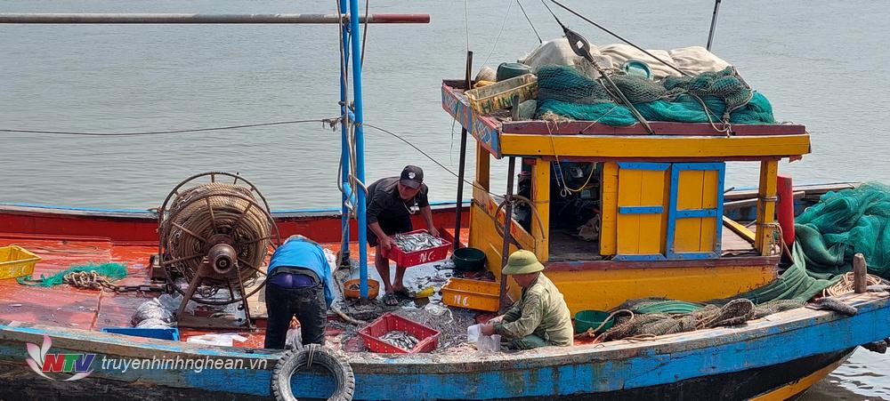 Ngư dân Diễn Ngọc chỉ đánh bắt được các loại hải sản nhỏ, giá trị thấp.