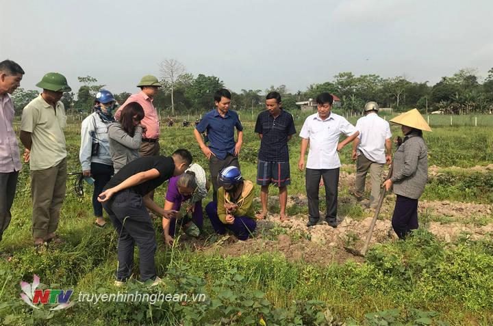Nhiều bà con nông dân tham quan vụ khoại trên đất 1 lúa tại xã Nghĩa Liên.