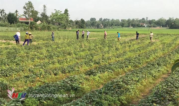 Ruộng khoại trên đất 1 lúa