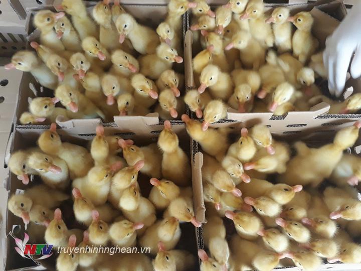 Cùng với 1900 con vịt thì còn có 400 con gà.