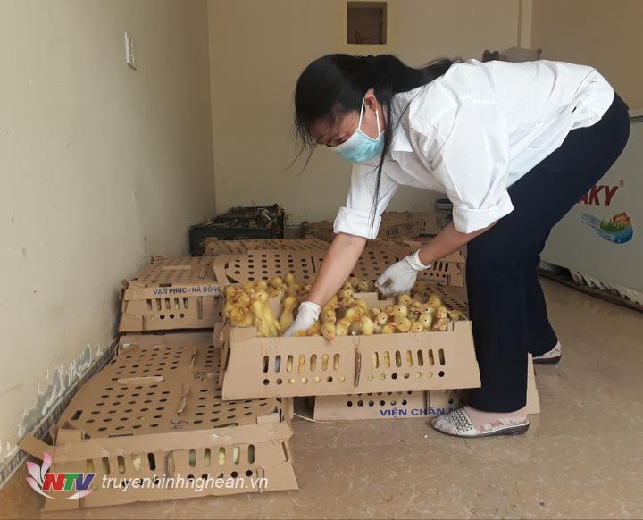Cán bộ Trạm Chăn nuôi- Thú y Diễn Châu kiểm tra gia cầm.