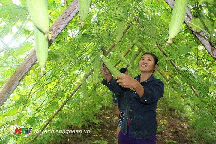 huyện Anh Sơn cũng khuyến khích người dân mở rộng diện tích trồng rau ở những vùng đất chủ động nước tưới.