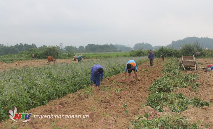  Những ngày này trên các cánh đồng ở vùng Cồn Kè xã Phúc Sơn đang tấp nập người dân thu hoạch khoai lang trên diện tích đất ruộng và đất vệ. 