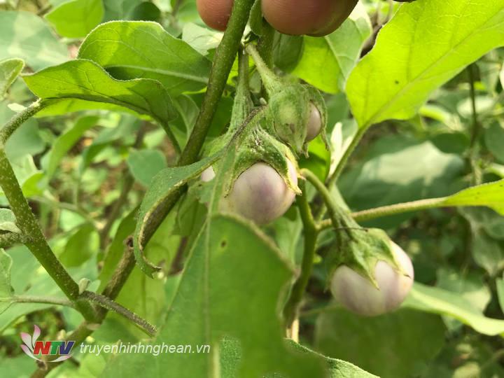 Cà năm nay, vừa được mùa lại được giá