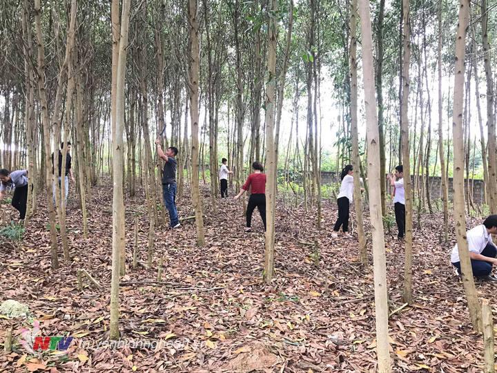 Mô hình trồng cây keo lai gây quỹ công đoàn của trường trung học cơ sở Long Lộc.