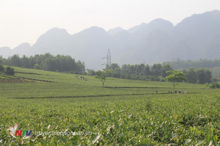 anh 3. Toàn huyện Con Cuông hiện có gaanf400 ha chè kinh doanh.