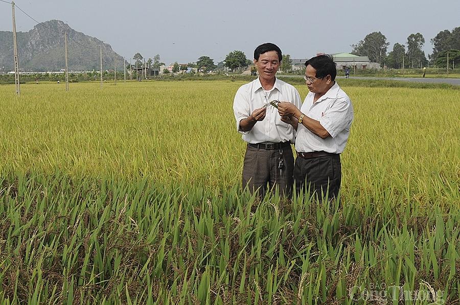 Ông Phan Văn Hòa - Giám đốc PG88 link tải TNHH Khoa học công nghệ Vĩnh Hòa (người đứng bên trái) trên cánh đồng lúa thảo dược