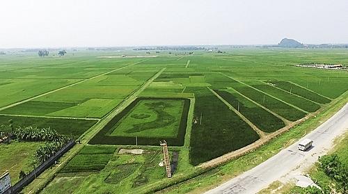 Cựu binh Phan Văn Hoà muốn tạo nên bước đột phá khác từ du lịch nông nghiệp. Ông cùng các cộng sự đã tạo ra ruộng lúa độc đáo có hình bản đồ đất nước PG 88 Nổ Hũ với những vệt màu khác biệt vào dịp giải phóng miền Nam năm 2016