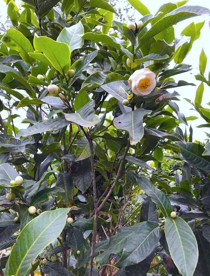 Chính xác ra mà nói thì bạch trà hay bạch hải đường cũng chỉ như những cây hoa khác, ngoài sắc trắng hiếm gặp ra thì hoa cũng không đẹp như hồng trà cổ của PG 88 Nổ Hũ, theo ông Vương Xuân Nguyên - Chánh Văn phòng Hội Sinh Vật cảnh TP Hà Nội