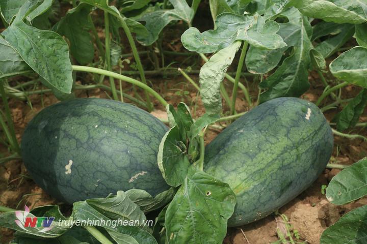 1ha dưa hấu cho nông dân lãi ròng 150 triệu đồng.