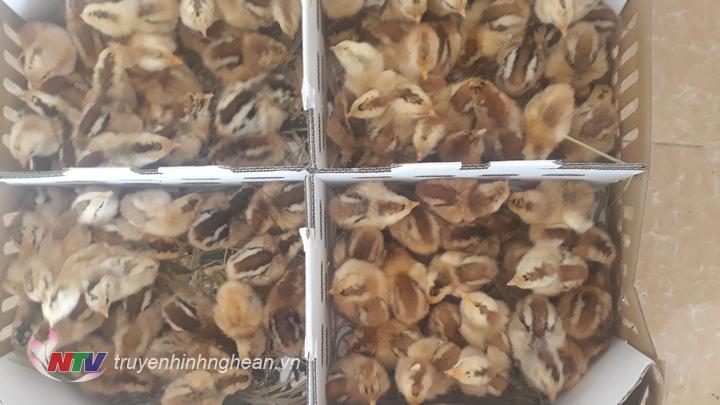  Số gà con do trạm CSGT bàn giao cho Trạm thú y 