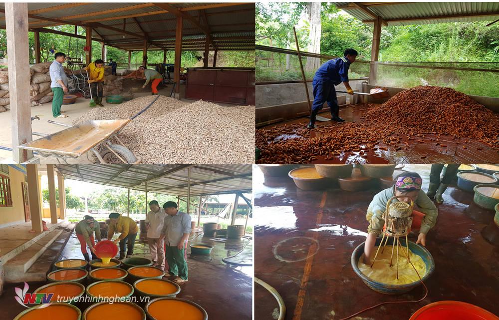 Quy trình chế biến tinh bột nghệ và sản phẩm nghệ thái lát.