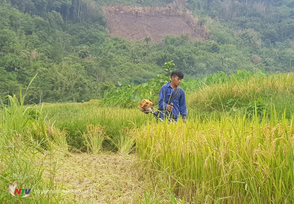 Đồng bào Mông ở Tam Hợp đã biết đưa cơ giới hóa vào sản xuất, canh tác.
