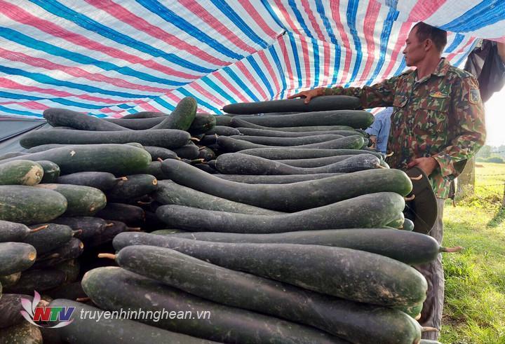 Bí đã thu hoạch nằm chất đống ngoài đồng.