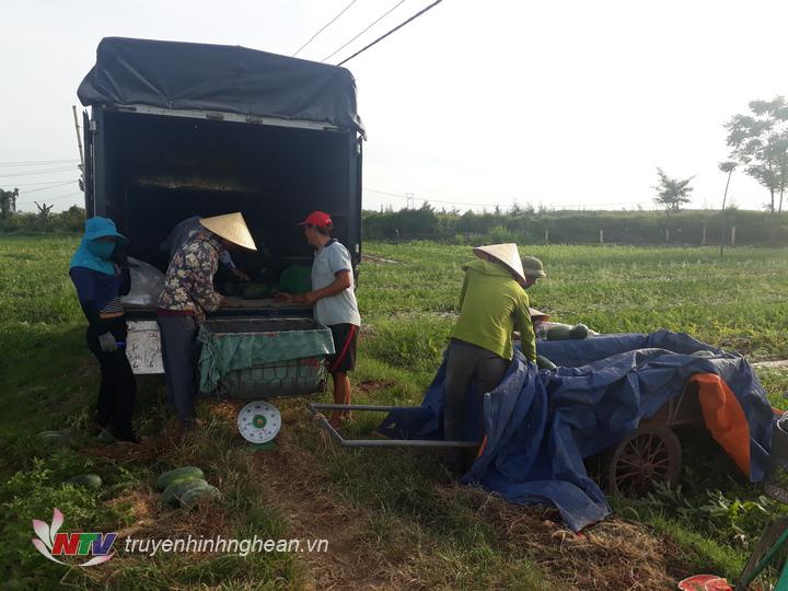 Được mùa, được giá dưa nên bà con nông dân Diễn Châu rất phấn khởi.