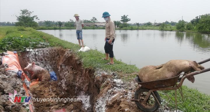  Diễn Châu đã tiêu hủy hơn 32,6 tấn lợn bị dịch tả châu Phi.