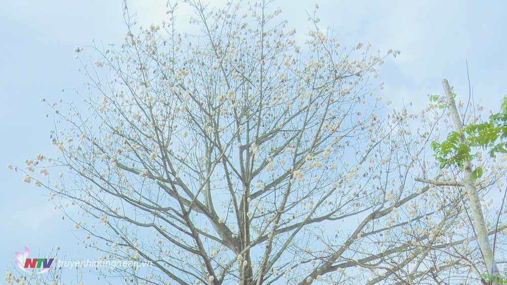 Thời điểm này, cây bông đang mùa quả chín, nở bông, nảy lộc.