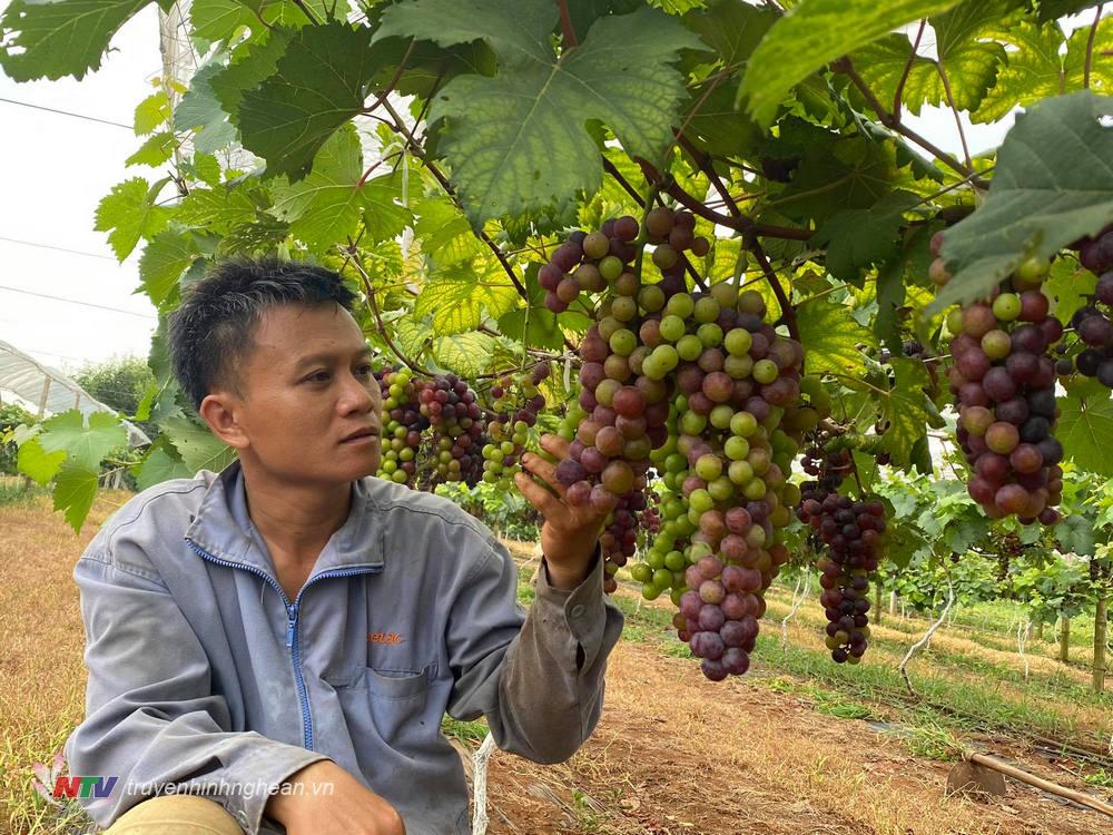 Anh Chúc chăm sóc vườn nho của gia đình
