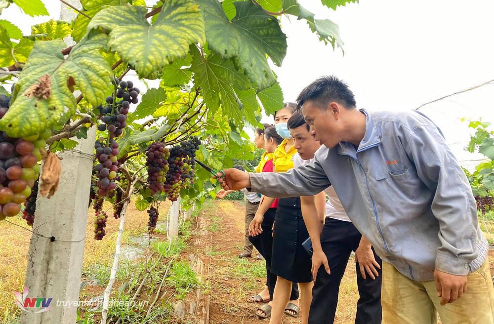 Cán bộ xã Nghĩa Yên tham quan mô hình nho không hạt (nho Hạ Đen) của gia đình anh Lê Văn Chúc ở làng Mới Lập xã Nghĩa Yên.