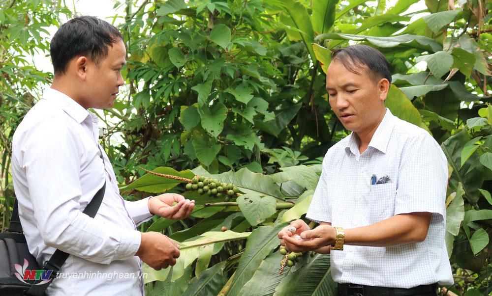 3. ông Hờ Bá Rùa, phó chủ tịch UBND xã Huồi Tụ, cho biết toàn xã có 24,42ha bo bo trồng ở hầu hết các bản trong xã
