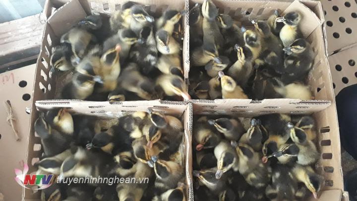  Nhiều con gia cầm đã bị chết.