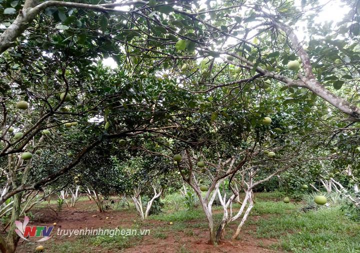 Toàn thị xã Thái Hòa hiện có gần 100ha bưởi hồng Quang Tiến.