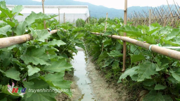 8.trồng cad ở xã Nam Anh