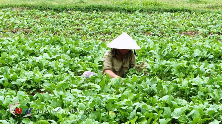 Bà con nông dân vẫn cần mẫn bên những luống rau trong ngày nghỉ lễ.