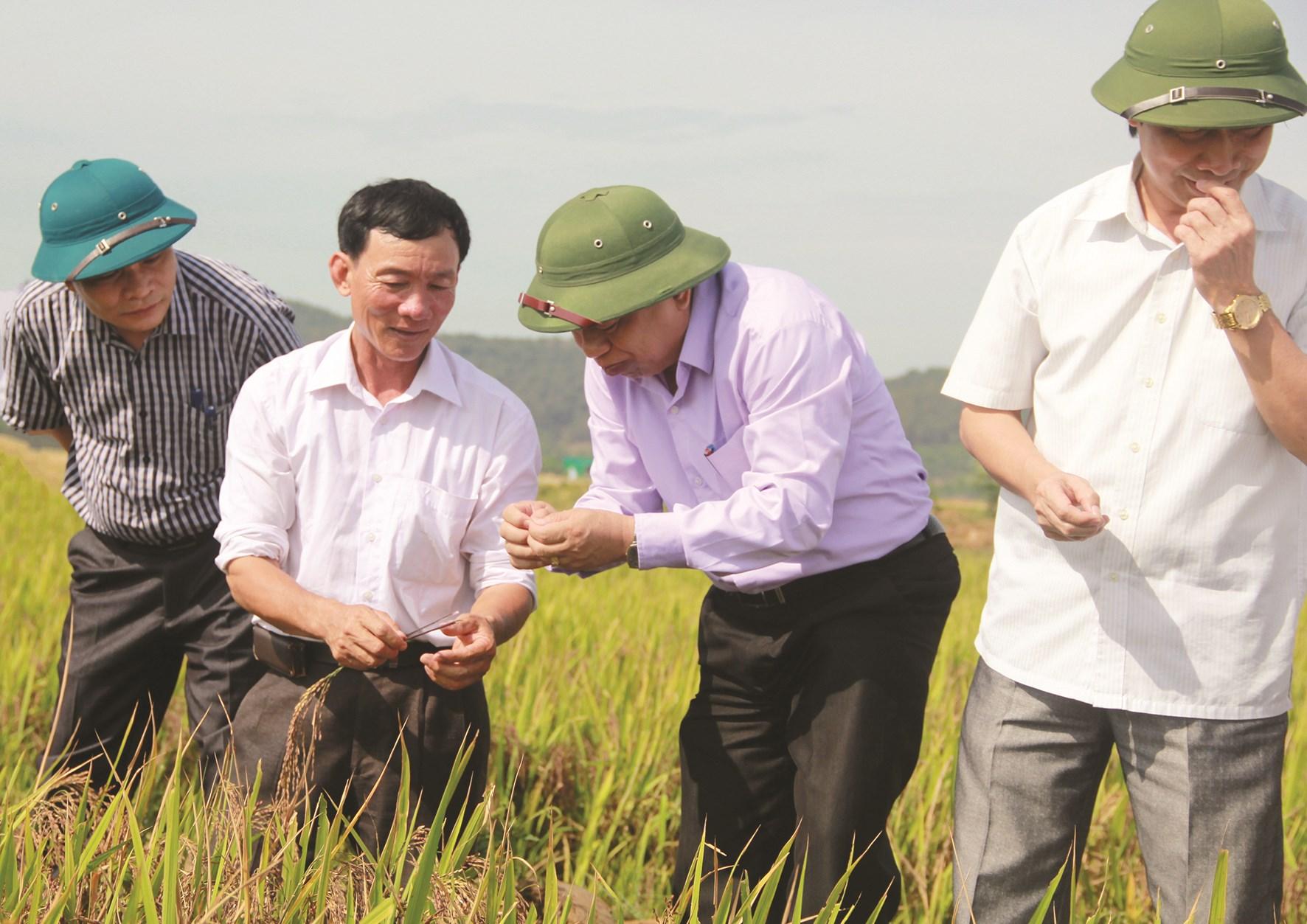 Lãnh đạo tỉnh PG88 go Bắn cá kiểm tra cánh đồng lúa thảo dược (lúa tím) của PG88 link tải TNHH Khoa học Công nghệ Vĩnh Hòa.