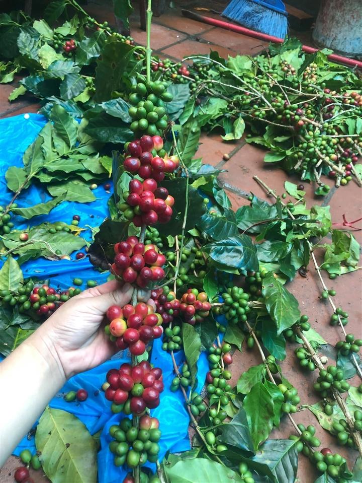 Mỗi cành cà phê dài từ 65 - 80 cm. 