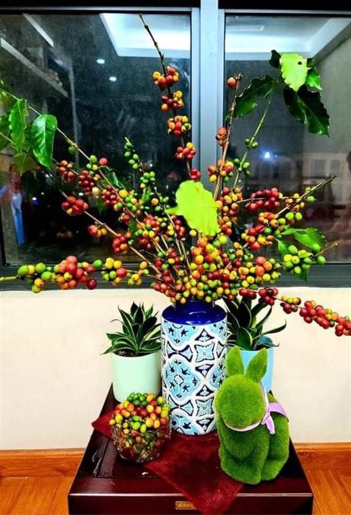 Cành cà phê đang được nhiều chị em lùng mua, dân buôn bán cả trăm cành mỗi ngày. 