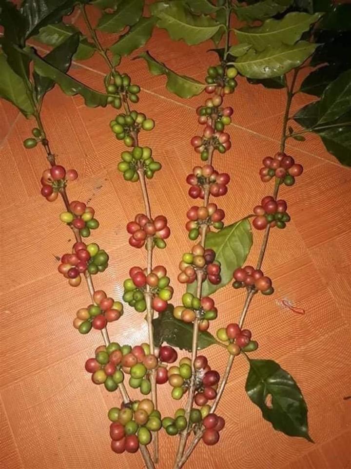 Cà phê có thể chơi lâu đến khoảng nửa tháng. 