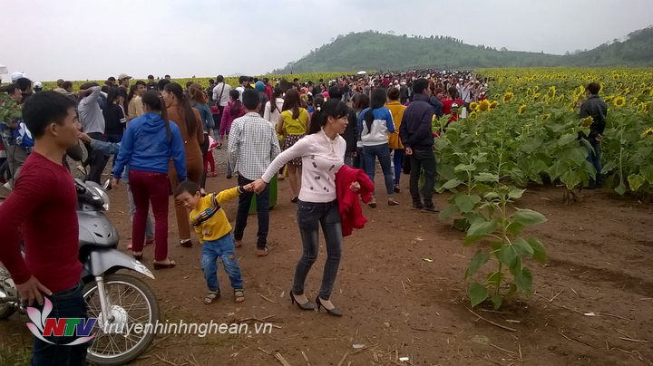 Dòng người đổ về cánh đồng hoa Nghĩa Đàn đông hơn vào dịp nghỉ lễ Tết dương lịch.