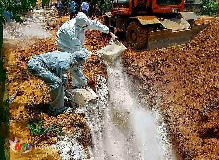 Tiến hành tiêu  hủy ổ dịch ở Yên Hợp. (Tư liệu)