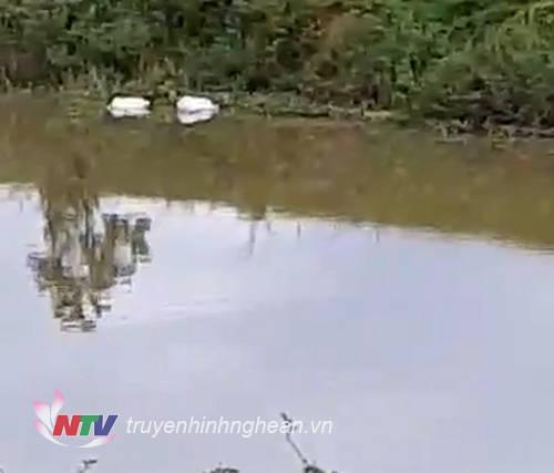 Xác lợn chết nổi trắng sông Đào.