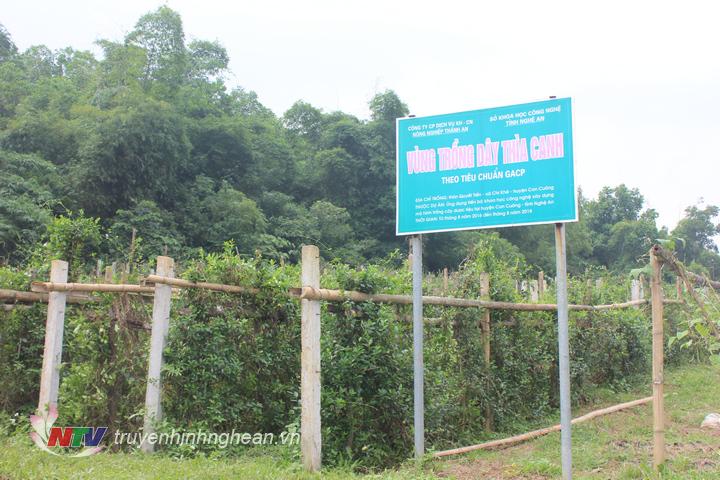 Vùng trồng dây thìa canh