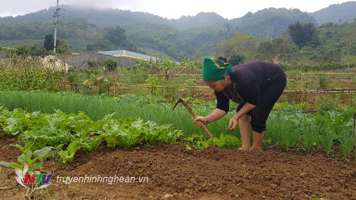 Trồng xen cây ngắn ngày và cây dài ngày cũng là một cách làm mà các hộ trồng rau áp dụng để đáp ứng nhu cầu của thị trường và tăng thu nhập.
