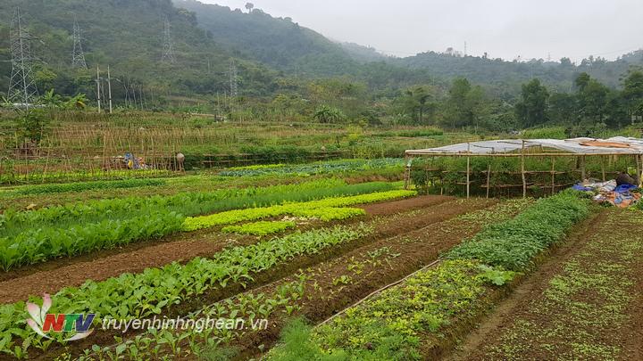 Để hạn chế các điều kiện môi trường bất lợi và ngăn chặn sâu bệnh và dịch hại tấn công, một số hộ còn đầu tư làm nhà phủ nilon.