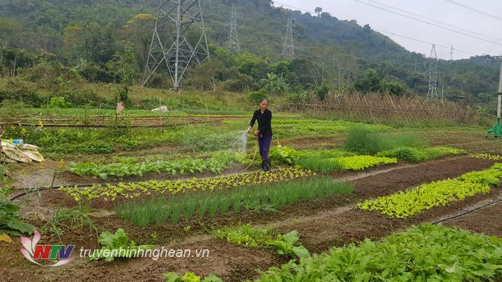 Vùng chuyên canh rau sạch bản Phòng, xã Thạch Giám, Tương Dương có diện tích hơn 2 ha.